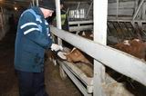 Ханкайские ветеринары регулярно мониторят ситуацию на местных животноводческих фермах, проводят рейды и выезжают на вызовы в сёла района